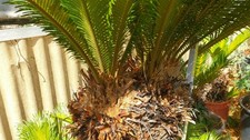 RARITÀ. CYCAS A 3 TESTE