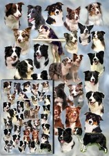 Carta regalo cane Border