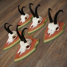 Antlers Camosci 5x Gamsen Bock