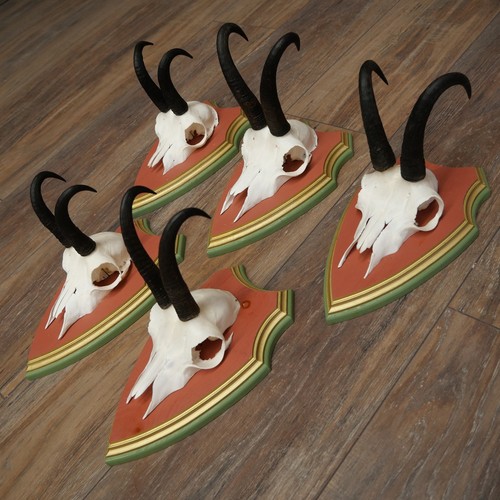 Antlers camosci gamsen bock - antlers,