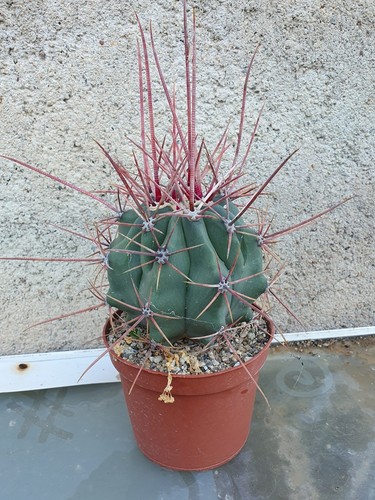 Cactus ferocactus - cactus,