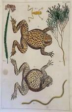 ALBERTUS SEBA RANE FROGS ROSPI