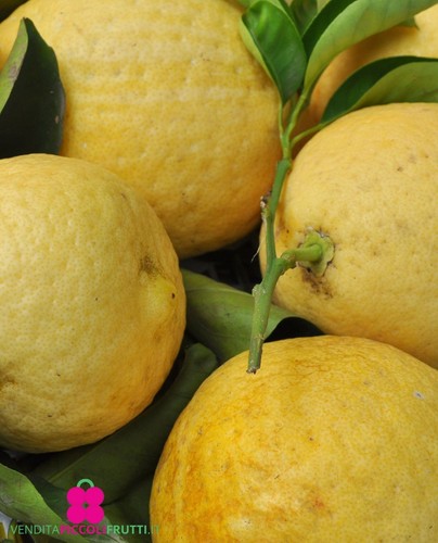 Limone gigante lipo citrus - gigante, o