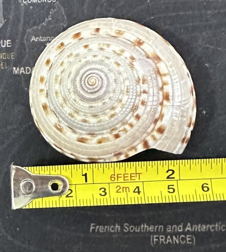 Conchiglia architectonica - conchiglia,