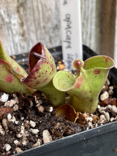 Heliamphora pulchella tirepon - pulchella,