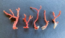 Lotti ramo di corallo grezzo mediterraneo | 5,54 grammi