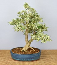 Bonsai di Ligustro da Interno