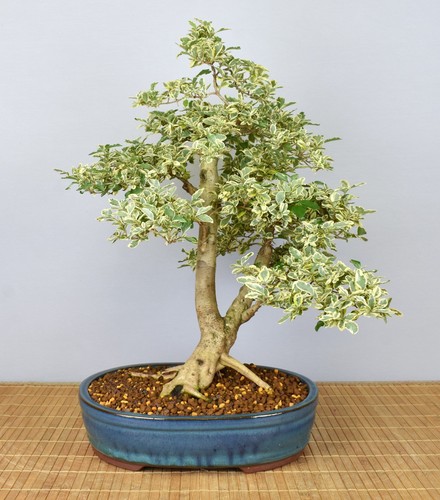Bonsai ligustro interno - di,