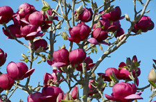 Pianta Magnolia Black Tulip H100cm, foto reali