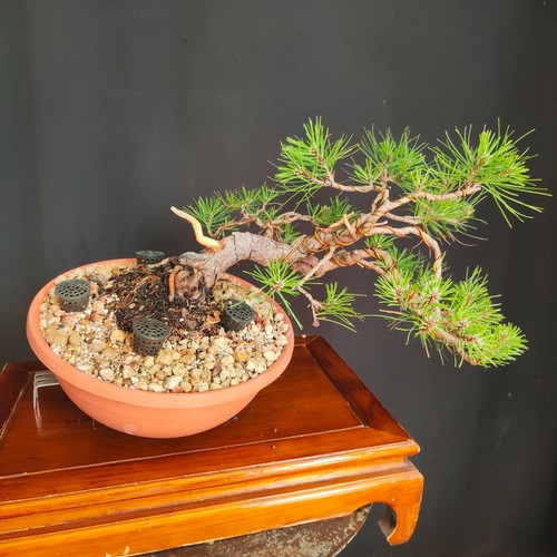 Pre bonsai pino - di,