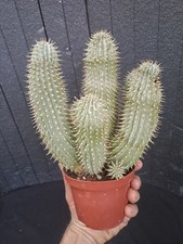 Hoodia gordonii (S.A) caudex