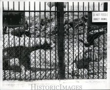 1970 Foto stampa New York orsi