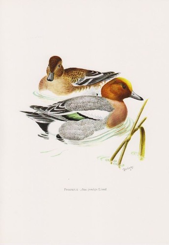 Anatra pipa - , (anas