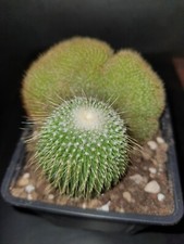 Notocactus Leninghausii