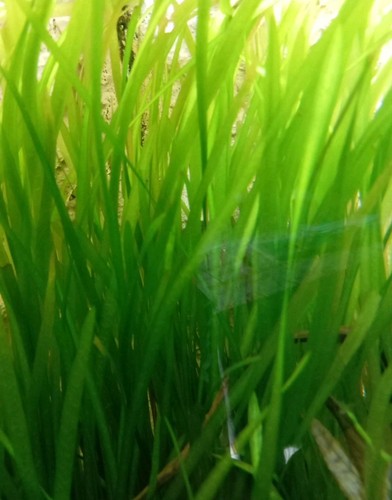 Piante vallisneria per - di,