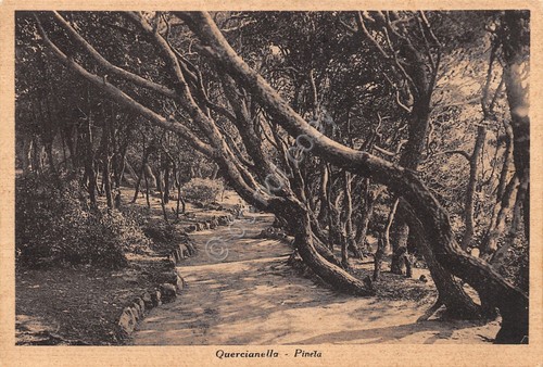 Quercianella pineta 1939 - quercianella,