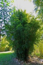 50 Gracilis Bamboo Seeds