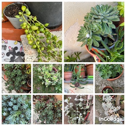 Piante grasse - piante,
