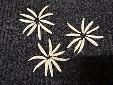 10 denti di cinghiale veri