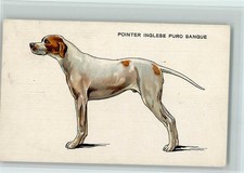 10168387 - Puntatore Inglese