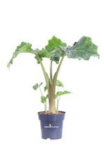 Pianta alocasia portodora - pianta,