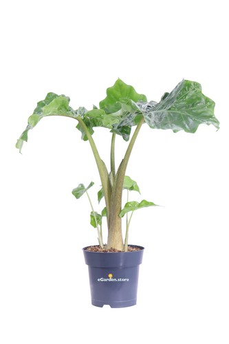 Pianta alocasia portodora - pianta,