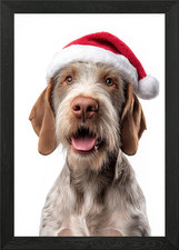 Spinone Italiano Cane con