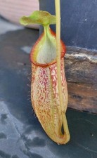 Nepenthes Izumiae X Talangensis - Nata Da Seme/ grown from seed