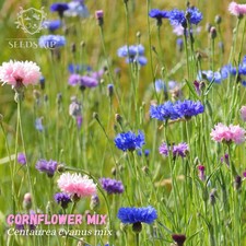 1000 semi di fiordaliso MIX