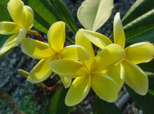 10 semi di PLUMERIA INCA GOLD