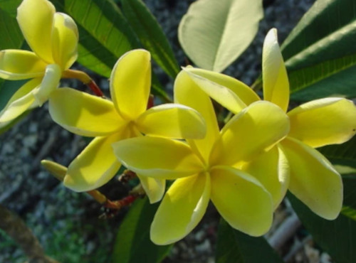 Semi plumeria inca gold - di,