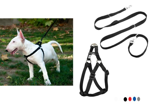 Pettorina cane guinzaglio