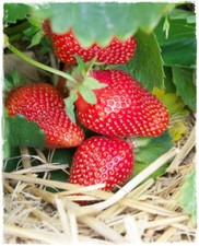 Pianta di FRAGOLA RIFIORENTE