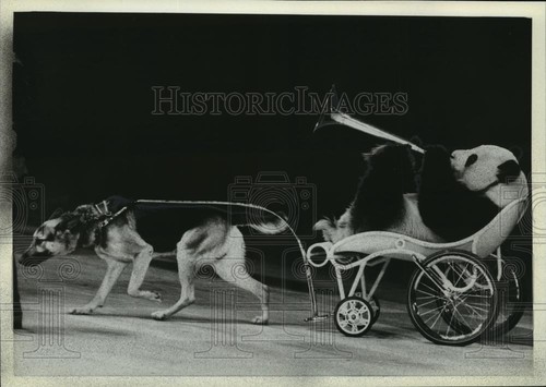 Foto stampa 1981 - , pastore