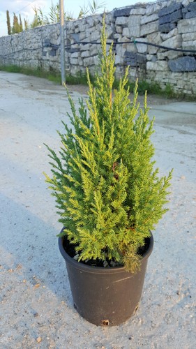 Juniperus stricta ginepro - -,