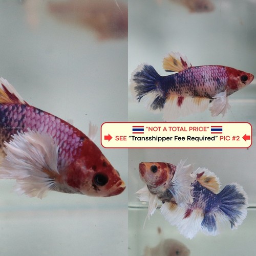 Live betta fish - betta,