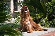 Irish Setter Dog Surrounded by