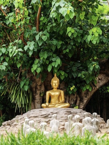 Vero albero buddha - vero,