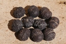 PALMA A CODA DI PESCE - CARYOTA MITIS, 10 SEMI SELEZIONATI