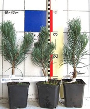 Pinus sylvestris "Sé", rarissima varietà di pino boschivo, pianta nobilitata
