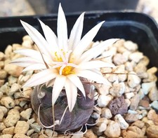 Turbinicarpus macrochele sulle