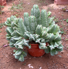 EUPHORBIA RESINIFERA - PIANTA