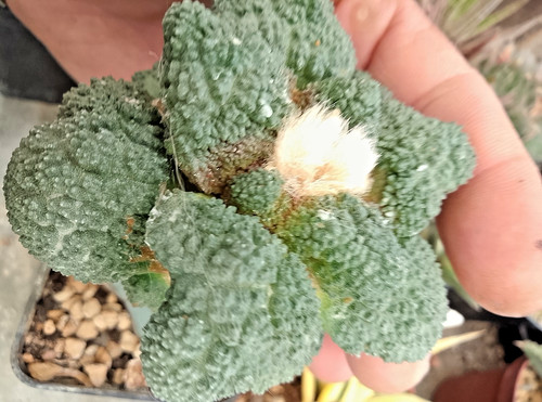 Ariocarpus godzilla coral - ariocarpus,