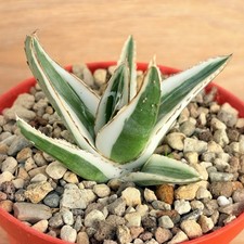 Agave victoriae-reginae 'White