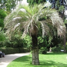 25 Semillas Palmera de Jalea