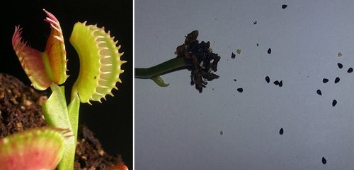 Semi dionaea muscipula - semi,