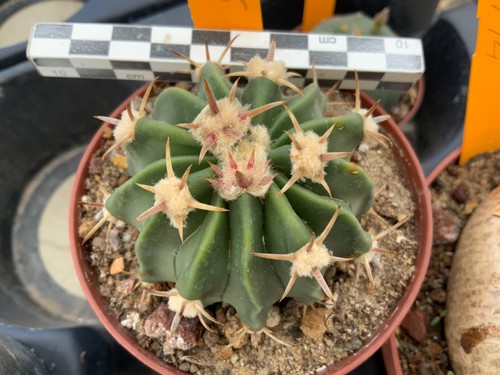 546 selected echinocactus - 546,