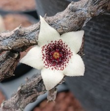 Stapelianthus arenarius No