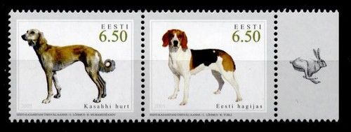 Cani caccia cane - da, caccia.