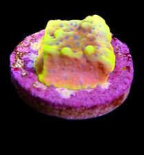 Beach Bum Montipora Corallo Acquario Marino Saps Corallo Duro